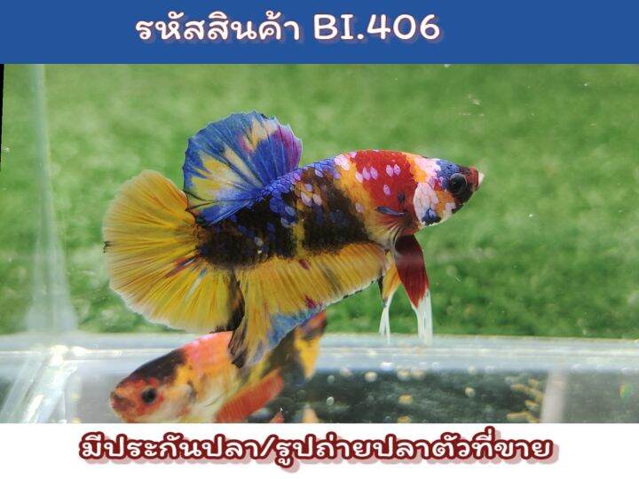 ปลากัดนีโม่-เพศผู้พร้อมรัด-ขนาด1-5นิ้ว