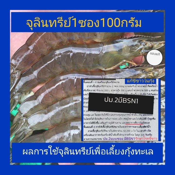 จุลินทรีย์บ่อกุ้ง 1ซอง100กรัม หัวเชื้อ(ปม.2)แก้ปัญหาน้ำเน่าน้ำเสียใช้ตัวนี้เลยค่ะ ใช้ปรับคุณภาพน้ำตู้ปลาบ่อปลา ได้ผลดี จุลินทรีย์สำหรับฟาร์มเลี้ยงกุ้งนิยมใช้สำหรับปรับปรุงคุณภาพน้ำ อุปกรณ์ทำความสะอาด อ่างปลา ตู้ปลา บ่อปลา