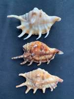 seven legged conch shell หอยสังข์เจ็ดขา