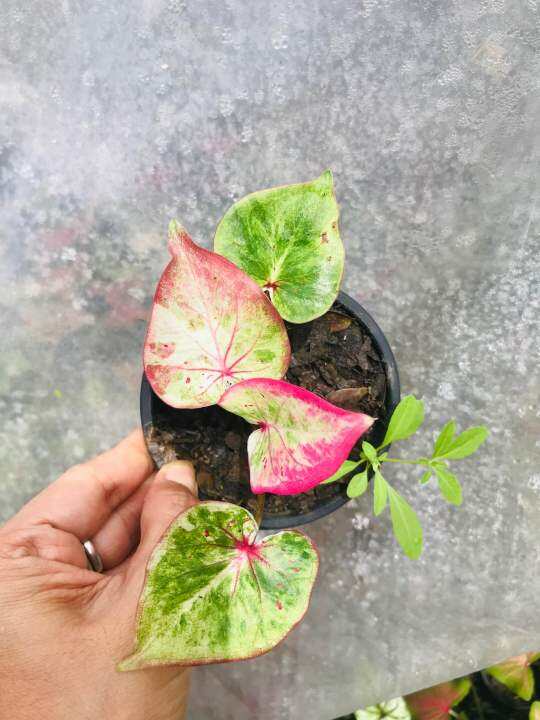 บอนสีเทพเศรษฐี