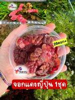 จอกแดงญี่ปุ่น [ซื้อ 3 ชุดแถม 1ชุด] ช่วยปรับสภาพน้ำได้ 20ดอก++