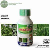 เมเจอร์คลิก 500cc กำจัดวัชพืชใบแคบทั่วไป ในผัก หอม พืชตระกูล ถั่ว และมันสำปะหลัง ฆ่าหญ้าตายเกลี้ยง