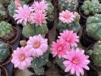 ยิมโน ฮอททิไอ ไม้เมล็ด Gymnocalycium Horstii Variegated กระถาง 2 นิ้ว