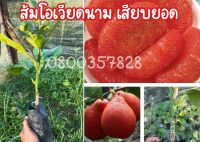 ส้มโอแดงเวียดนาม
ต้นละ99บาทกิ่งสูง35-50ซม
สีเปลือกผลเป็นสีแดงสดใส เปลือกผลบาง และนิ่ม เนื้อในสีแดง รสชาติหอม หวาน ติดผลดกเกือบทั้งปี
2-3ปีให้ผลผลิต
ปลูกง่าย ทนต่อสภาพอากาศ สีสวย รสชาติหวานอร่อยเนื้อสีแดง (รสชาติคล้ายๆส้มโอแดงทับทิมสยาม)