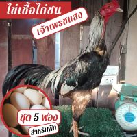 ไข่เชื้อไก่ชน เจ้าเพรชแสง ชุด 5 ฟอง สำหรับฟัก