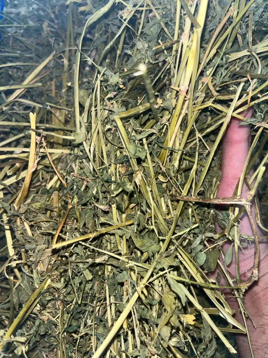 Alfalfa Hay 1kg Jerami Alfalfa rabbit/Guinea pig Lazada