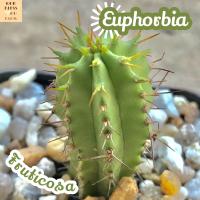 [ยูโฟเบีย ฟรูติโคซ่า] Euphorbia Fruticosa ส่งพร้อมกระถาง แคคตัส Cactus Succulent ไม้อวบน้ำ พืชอวบน้ำ ไม้หนาม ไม้โขด ไม้ทะเลทราย ชอบแดด ทนแดด กระบองเพชร