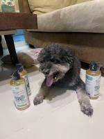 Shampoo for Dog