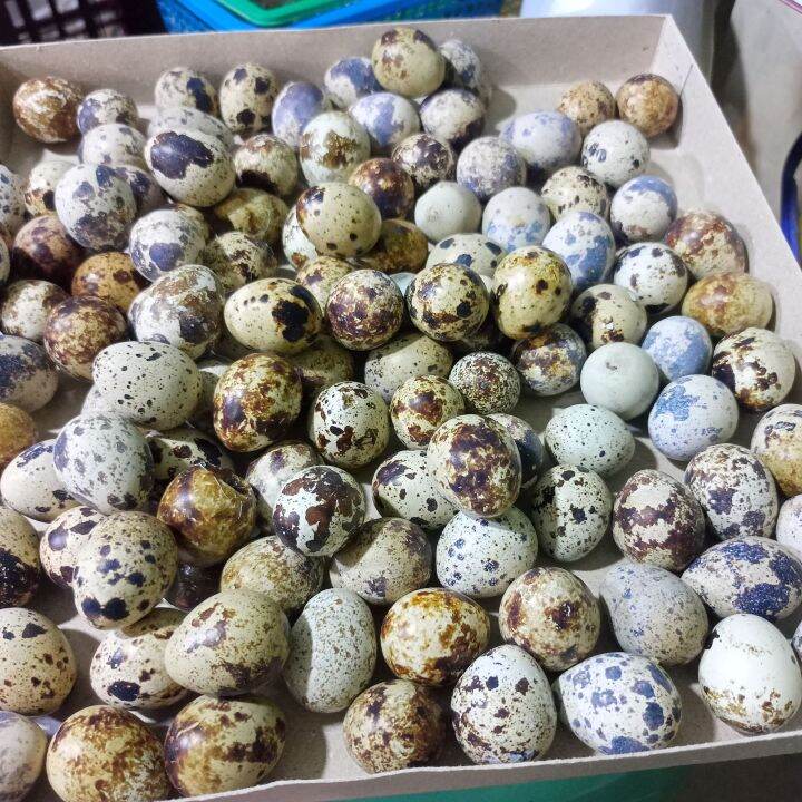 itlog ng pugo | Lazada PH