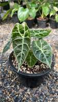 Alocasia watasoniana