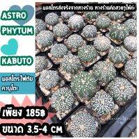 ??‍❄️แอสโตรคาบูโตะ astrophytum kabuto?‍❄️? ขนาด 3.5-4 cmถูกและสวยกว่านี้ไม่มีแล้ว ลุ้นสีดอก ทางร้านคัดสวยๆหน้าขาวๆ  ?❄️