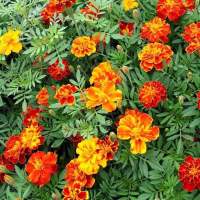 เมล็ดพันธุ์ ดาวเรือง สปาร์คกี้คละสี ดาวเรืองฝรั่งเศส (Sparky French Marigold Mix Seed) บรรจุ 30 เมล็ด ของแท้ 100%