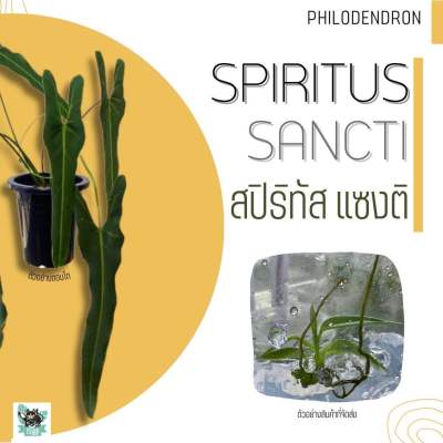 Philodendron spiritus sancti สปิริทัส แซงติ เลือกต้นได้