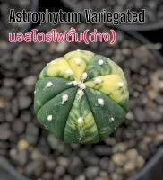 แอสโตรด่าง(Astrophytum Asterias Variegated)