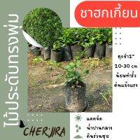 ชาฮกเกี้ยน ชาดัด ถุงชำ2” ขนาด 10-20 cm (สั่งซื้อขั้นต่ำ 5 ต้น)