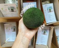 Marimo mossball มาริโมะ สายพันธุ์ญี่ปุ่น ขนาด 0.8cm มีคู่การเลี้ยงให้