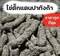 ไข่ตั๊กแตนปาทังก้า 1 ขีด ราคาถูก พร้อมกล่องเพาะและคู่มือเลี้ยง