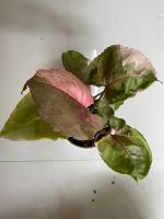 Syngonium strawberry shakeกระถาง4” แข็งแรงรากตรึม ตรงปกทักได้