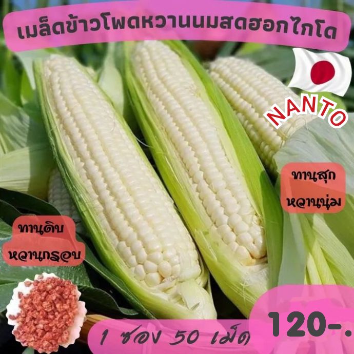 เมล็ดพันธุ์ข้าวโพดหวานทานดิบhokkaido-จากผู้ผลิต-nanto-ชุด40เมล็ด