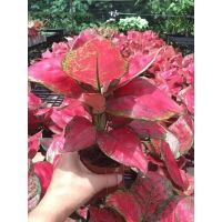 ถอดรากส่ง-อโกลนีมา-super red#Aglaonema #แก้วกาญจนา#ไม้กระแสนิยม#ต้นไม้ประดับ#ใบสวยงาม#ปลูกประดับบ้าน#จัดสวนสวย#ใบด่าง#เสริมมงคลด้านการงาน