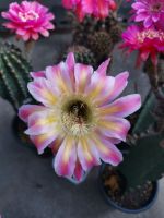 กระบองเพชร cactus หน่อเด็ดสด echinopsis WE.2005.10.WH.7 ไม้นำเข้าดอกสวย ดอกใหญ่มาก ขนาด 2 - 2.5 ซม. เหมาะสำหรับการกราฟ ครับ