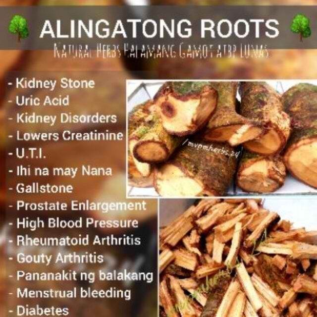 Red Alingatong Herbal Fresh Roots 5kg free 1kg [Best For Kidney
