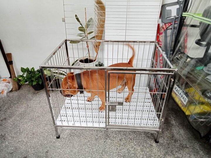 2x3x2.5 stainle dog cage for exotic american bully Lazada PH