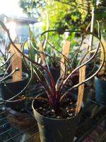 Flying Squid Alocasia ? อโลคาเซีย นำเข้าจากฮอลแลนด์