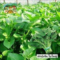 เมล็ดพันธุ์ผักบุ้งจีน ใบใหญ่ 10กรัม เมล็ดพันธุ์ผักบุ้งจีน เมล็ดพันธุ์ผักสวนครัว ปลูกง่าย อายุการเก็บเกี่ยวสั้น อัตราการงอกสูง ใบใหญ่ ต้นอวบ