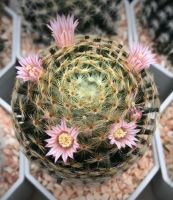 ขนนกเหลืองขีดชมพู Mammillaria Schiedeana