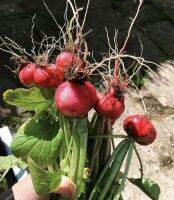 เมล็ดพันธ์ุ เรดเรดิช Radish ปลูกง่าย เมล็ดพันธุ์นำเข้า