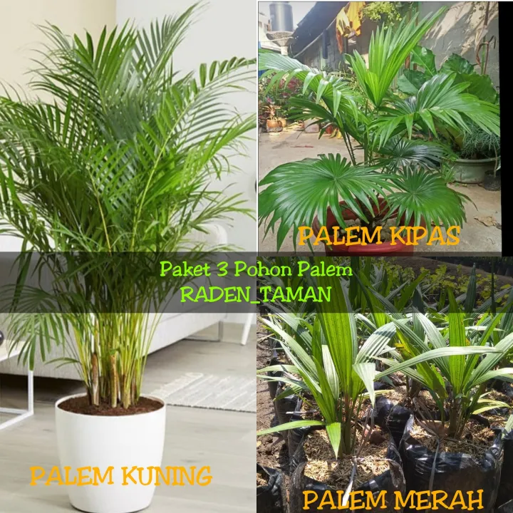 Raden Taman Paket Tanaman Hias Hidup Pohon Palem Paket Tanaman