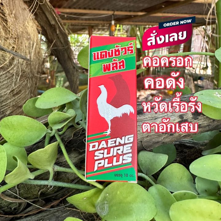 หวัดไก่ชน-แดงชัวร์พลัสชนิดน้ำ-หวัดคอดัง-หวัดเรื้อรัง-คอครอก