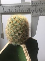 Cactus แมมเลาอ้าย กราฟตอสามเหลี่ยม