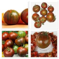 เมล็ดพันธุ์ มะเขือเทศ ม้าลายดำ (Black Zebra Tomato Seed) บรรจุ 20 เมล็ด ผลสีน้ำตาลลายด่างเขียว สุกไม่แดง สีน้ำตาลอมเขียว ปลูกง่าย ลูกดก รสเปรี้ยวอมหวาน