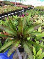 ต้นนี้เลย - neo hbrid -ยังไม่เต็มฟอร์ม มีต้นเดียวค่ะ -สับประรดสี #bromeliad# ต้นไม้สวยงาม# ไม้ประดับ# ตกแต่งสวน# ปลูกตกแต่งบ้าน