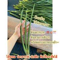 Sansevieria cylindrica ต้นงาช้าง ไซส์กลาง ราคาถูก✅