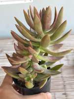 กุหลาบหิน ชื่อ graptosedum california sunset” กระถาง 3 นิ้ว ต้นใหญ่มากกก