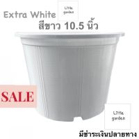 Little กระถางสีขาว 10.5 นิ้ว 10 นิ้ว(ขาวออร่าA+?)