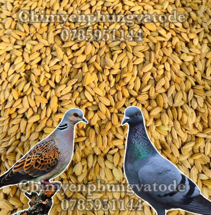 Bán chim cu gáy đẻ giọng thổ, bán chim cu gáy non giọng thổ, bán chim cu  gáy pháp | Diễn đàn Nông nghiệp Việt Nam