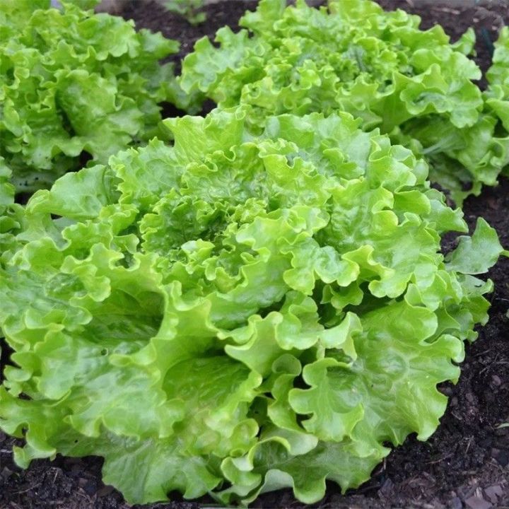 เมล็ดพันธุ์-ผักสลัด-กรีนไอซ์-green-ice-lettuce-seed-บรรจุ-100เมล็ด