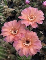 อิชินอปโอรส E02 Echinopsis Cactus