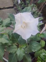 ต้นดอกลำโพง Datura metel L. var. metel ดอกสีขาว จัดส่งพร้อมกระถาง 11นิ้ว