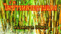 ไผ่ข้าวหลามกาบแดง​พันธุ์แท้จากภาคเหนือ กิ่งตอน​ชำนาน​รากแน่น​ ​แข็งแรง​ เนื้อเหนียวเหมาะทำงานจักสานและข้าวหลาม