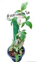 เงินไหลมาด่างชมพู Pink Spash Syngonium #ไม้มงคล
#ไม้ด่าง