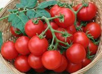 เมล็ดพันธุ์มะเขือเทศเชอร์รี่ ลากจน์ เรด Large Red Cherry Tomato Seeds บรรจุ 25 เมล็ด คุณภาพดี ของแท้ ราคาถูก นำเข้าจากต่างประเทศ