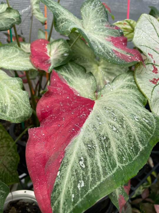 ต้นบอนสี-ชายชล-ป้ายแดงจัดจ้าน-caladium-sp-กระถาง4นิ้ว