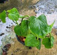 พลูเปรู Philodendron Fibracataphyllum Peru ฟิโลเปรู