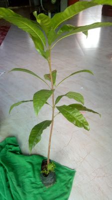 ต้นลูกท้อ,เซียนท้อ,(ละมุดอินเดีย) 40-60เซนติเมตร