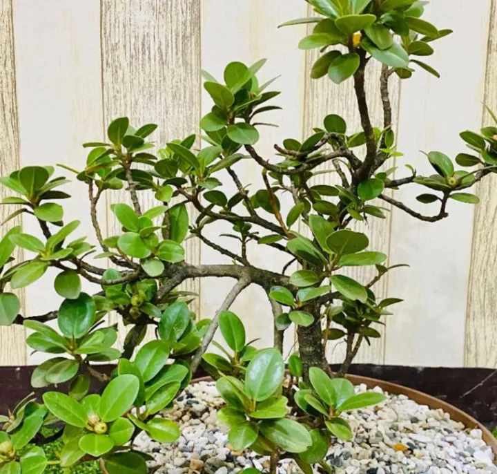 Ficus Nana/ use for Bonsai | Lazada PH